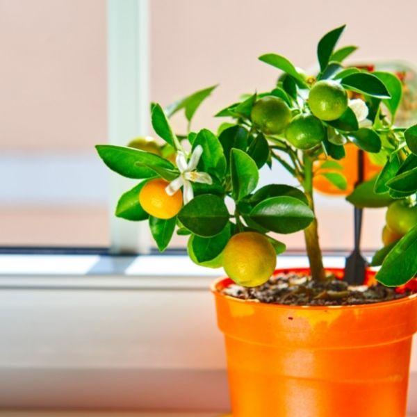 Calamondin Orange Trees For Sale | Garden Goods Direct