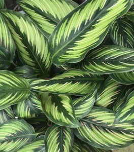 Calathea Beauty Star