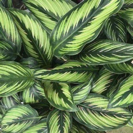 prayer plant beauty star Buy Calathea Beauty Star Online