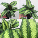Calathea Beauty Star plants