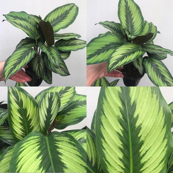 Calathea Beauty Star plants