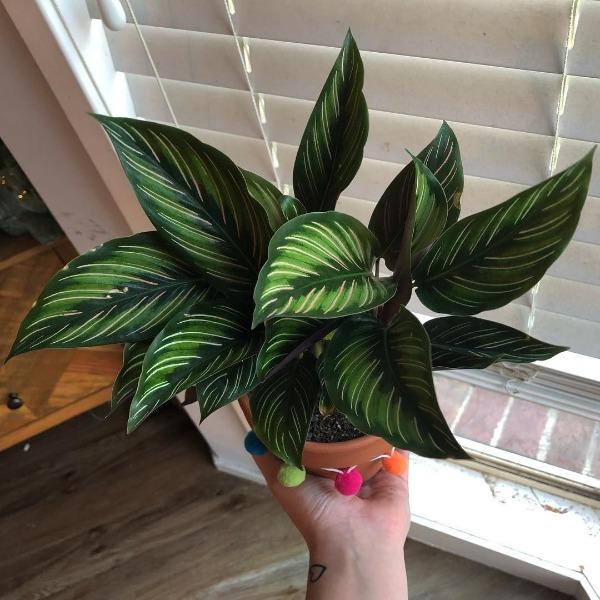 Calathea Beauty Star