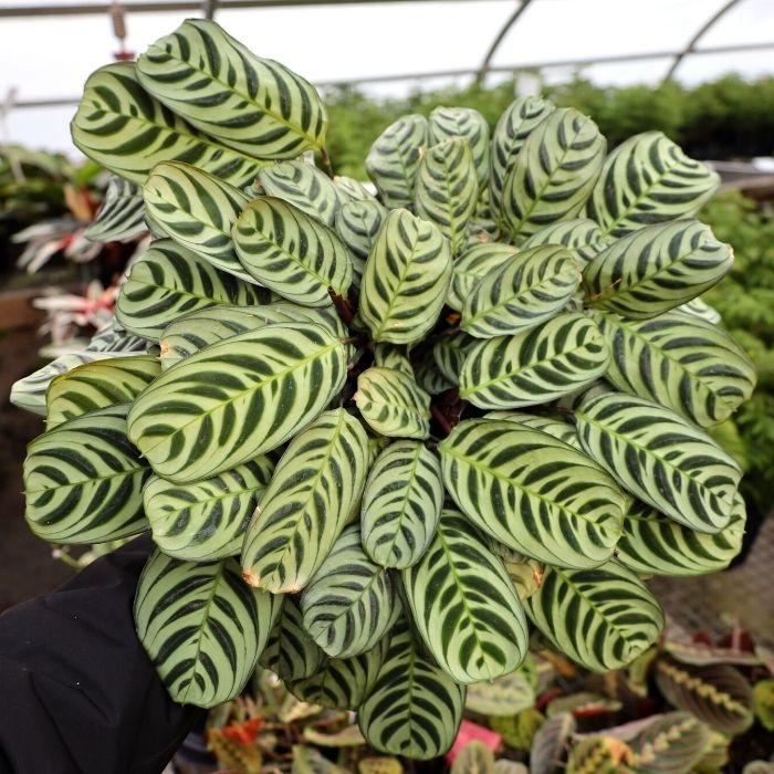 burle marx prayer plant Calathea Burle Marx