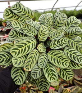 Calathea Burle Marx