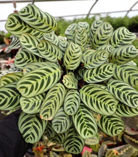 Calathea Burle Marx
