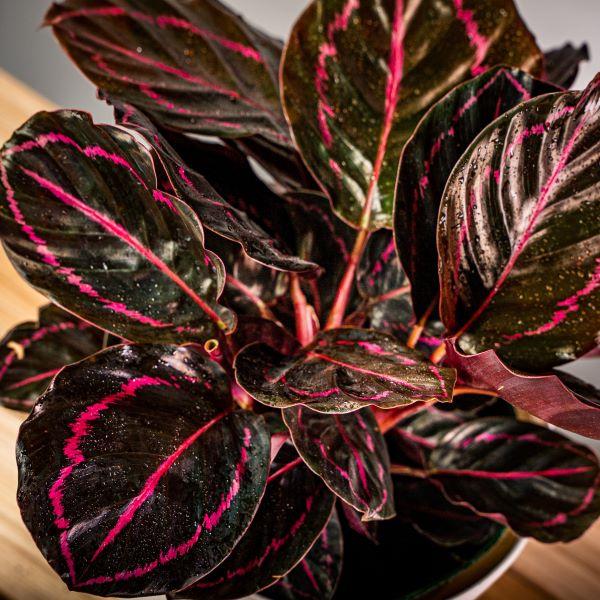 calathea dottie prayer plant Calathea Dottie