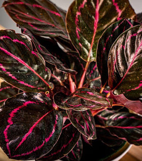 Calathea Dottie