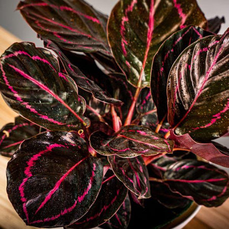 Buy Calathea Dottie Plants Online