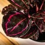 Calathea Dottie dark leaves with pink highlight close up