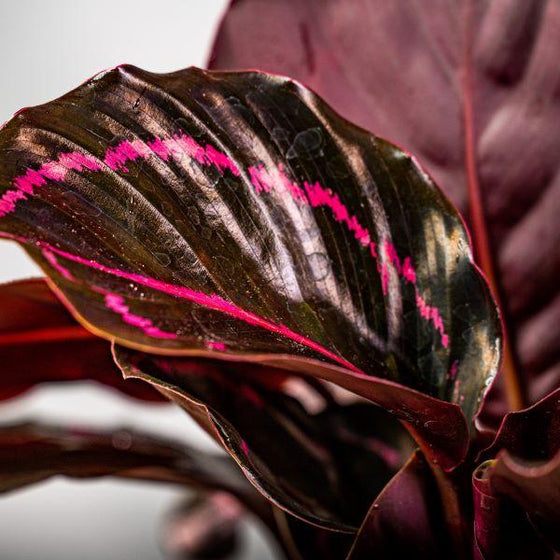 close view of calathea Dottie dark leaves