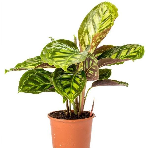 Buy Calathea Flamestar Plants Online
