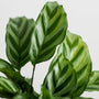close up view of Calathea Freddie Plant