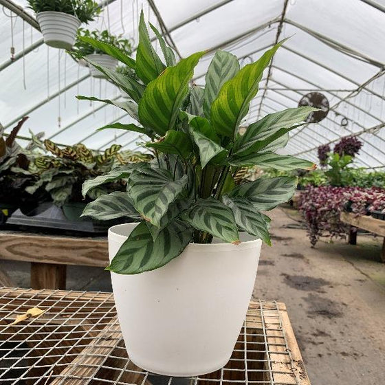 Calathea Freddie Plant in beautiful white pot