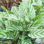 Calathea Freddie plants have striped leaves