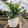 Calathea Freddie Plant in beautiful white pot