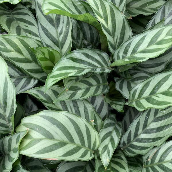 beautiful Calathea Freddie Plant