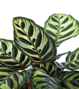 Calathea Makoyana