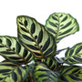Peacock Plant Calathea Makoyana Leaves