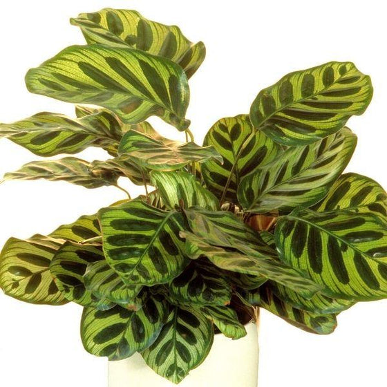 Calathea makoyana plant in a beautiful white pot