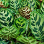 Calathea makoyana plants have interesting striped leaves