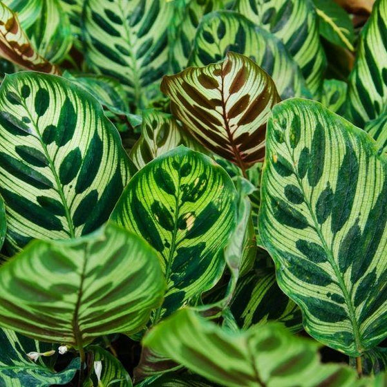 Calathea makoyana plants have interesting striped leaves