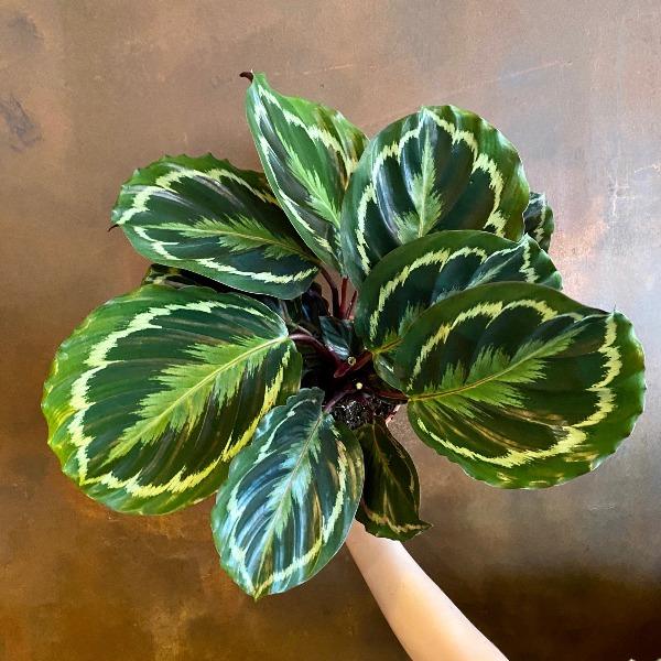 Buy Calathea Medallion Plants Online