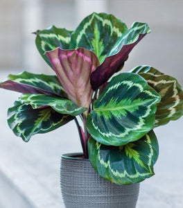 Calathea Medallion
