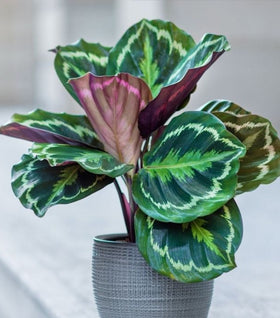 Calathea Medallion