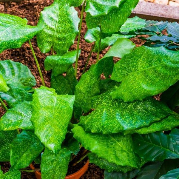 Calathea Musaica