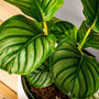 Calathea Orbifolia house plant with shiny green foliage and green stripes