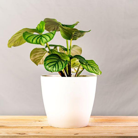 elegant Calathea Orbifolia Plant in white pot
