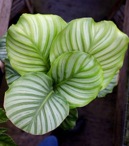 Calathea Orbifolia