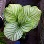Calathea orbifolia plant with light to dark green striping on leaves 