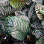 Pinstripe Calathea Ornata Pink Houseplant For Sale Online