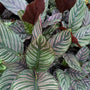 Pinstripe Calathea Ornata Tropical House Plant For Sale Online