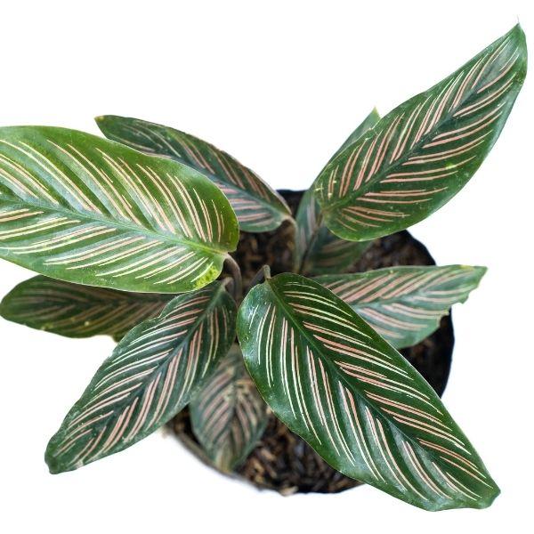 Calathea Ornata