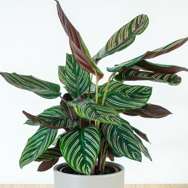 prayer plant pink stripes Calathea Ornata