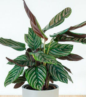 Calathea Ornata