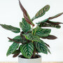 Pinstripe Calathea Ornata Pink Tropical House Plant for Sale Online