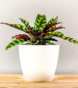 Calathea Rattlesnake
