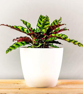 Calathea Rattlesnake