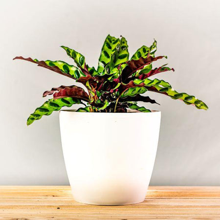 calathea rattlesnake plant Rattlesnake Plant