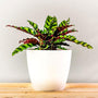 beautiful and vibrant Rattlesnake Calathea in white pot