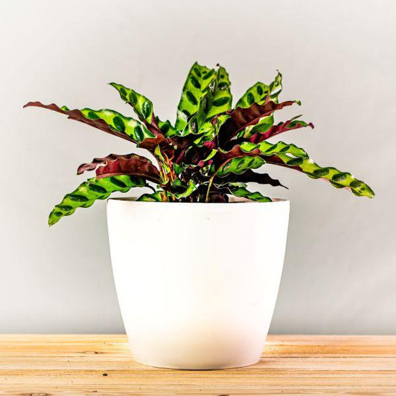 beautiful and vibrant Rattlesnake Calathea in white pot