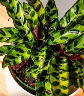 Calathea Rattlesnake