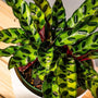 rattlesnake calatheas have green spotted leaves with red underbellies