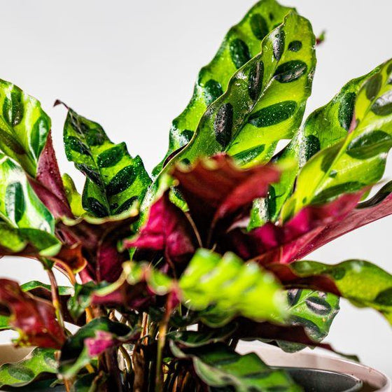 aerial view of the light green glossy leaves of the rattlesnake calathea with dark green spots 
