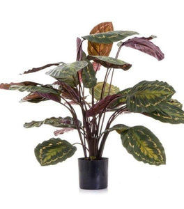 Calathea roseopicta