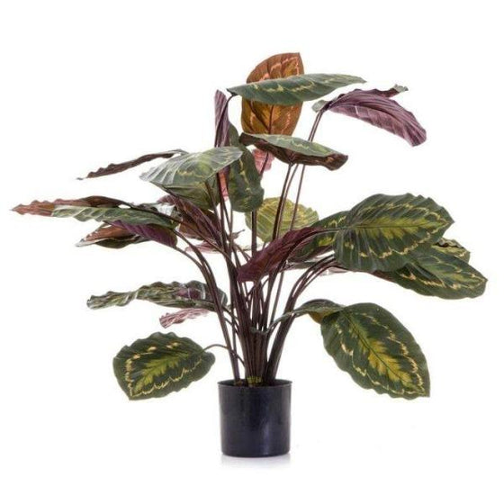 Calathea roseopicta easily fills a 6 Inch Pot