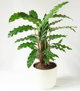 Calathea rufibarba